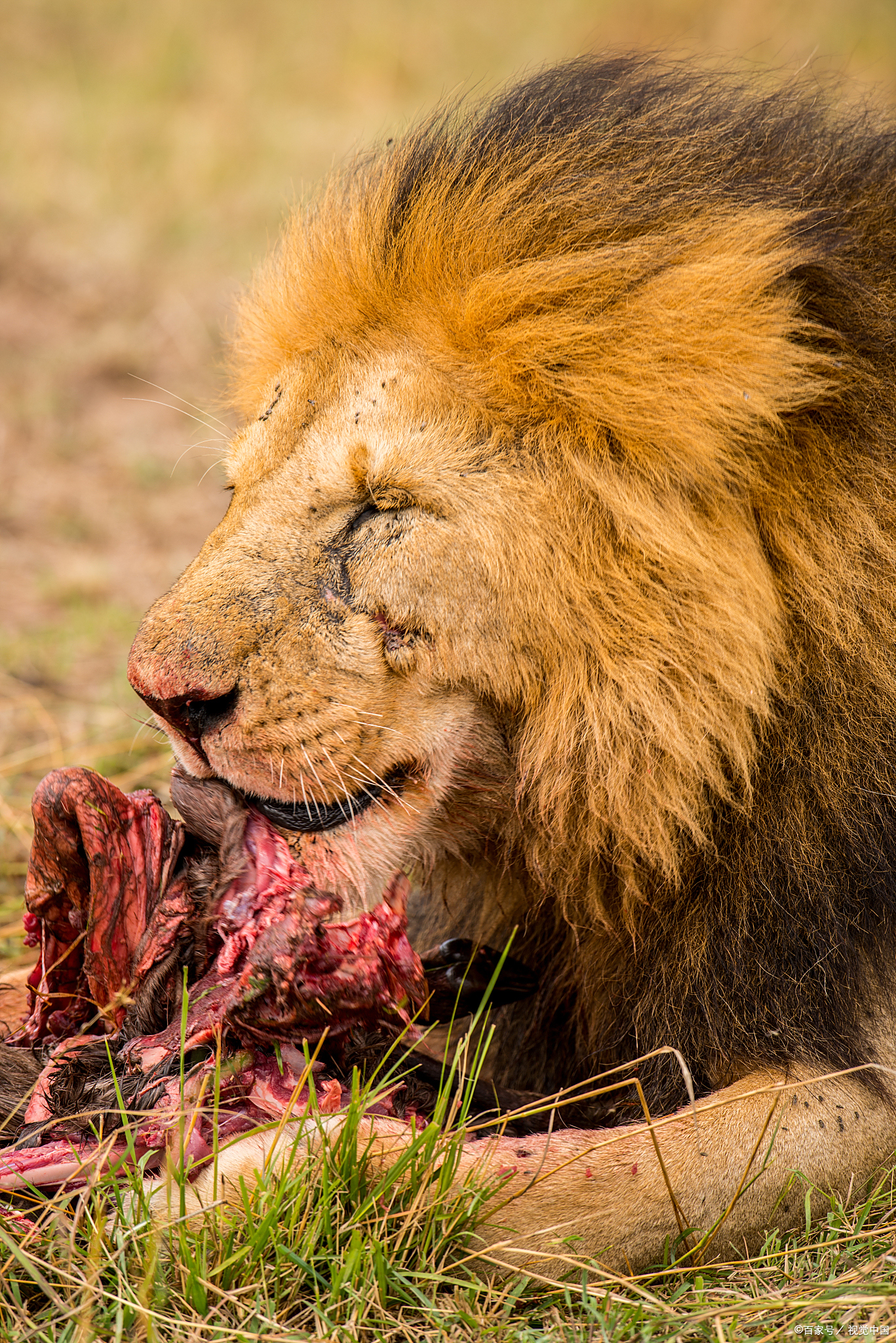 关于今夜密尔沃基雄鹿备战法国杯,迎来里程碑细节曝光,压力陡增,阵容厚度经受考验的信息 关于今夜密尔沃基雄鹿备战法国杯,迎来里程碑细节曝光,压力陡增,阵容厚度经受考验的信息